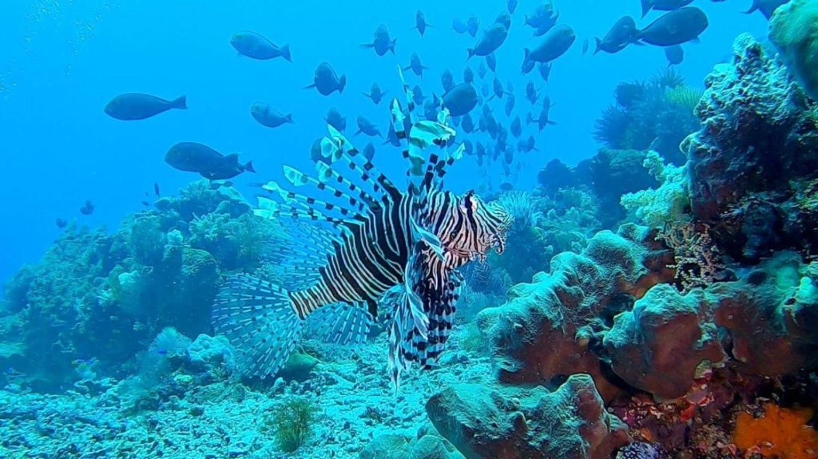 Sunia Loka Bungalows&Dive Center Pemuteran  Bagian luar foto